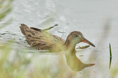 Rallus obsoletus levipes