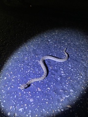 Sistrurus tergeminus