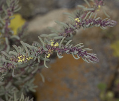 Suaeda foliosa