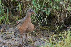Rallus obsoletus levipes
