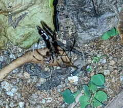 Latrodectus geometricus