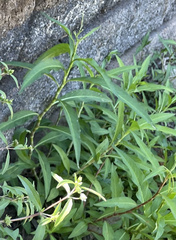 Persicaria glabra