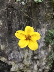 Bidens triplinervia