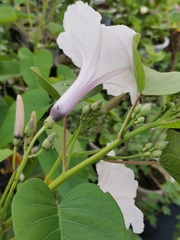 Ipomoea carnea