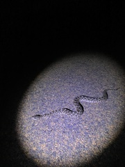 Sistrurus tergeminus