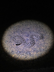 Sistrurus tergeminus