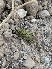 Anaxyrus debilis