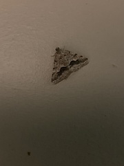 Frederickia s-signata