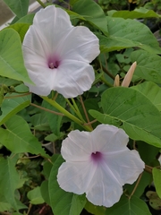 Ipomoea carnea