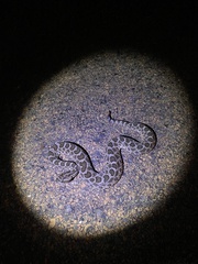 Sistrurus tergeminus