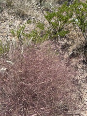 Muhlenbergia porteri