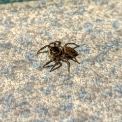Hasarius adansoni