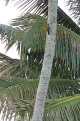 Dinopium benghalense