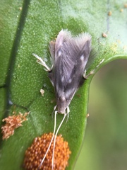 Thylacosceles radians