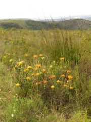 Leucospermum cuneiforme