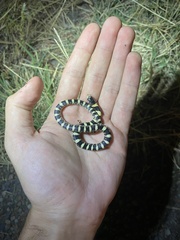 Rhinocheilus lecontei