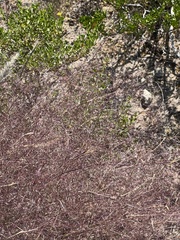 Muhlenbergia porteri