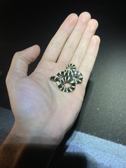 Rhinocheilus lecontei