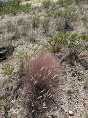 Muhlenbergia porteri