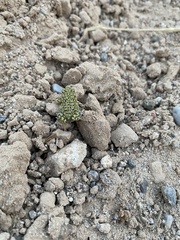Anaxyrus debilis