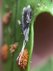 Thylacosceles radians