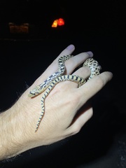 Pituophis catenifer sayi