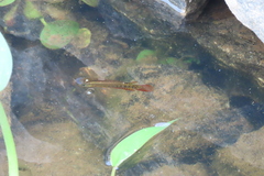 Aplocheilus lineatus