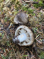 Russula adusta