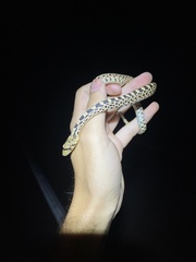 Pituophis catenifer sayi