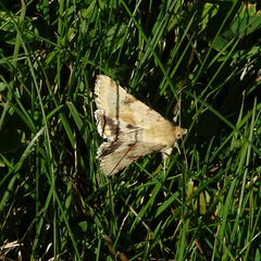 Heliothis phloxiphaga