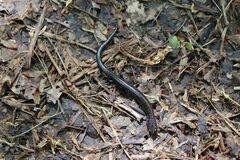 Plethodon electromorphus