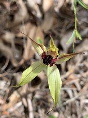 Caladenia macrostylis