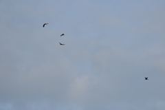 Dendrocygna javanica