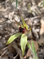 Caladenia macrostylis