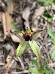 Caladenia macrostylis