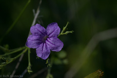 Ruellia occidentalis