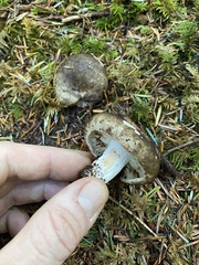 Russula adusta