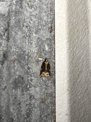 Platynota exasperatana