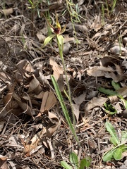 Caladenia macrostylis