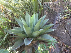 Agave ovatifolia