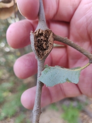 Dryocosmus asymmetricus