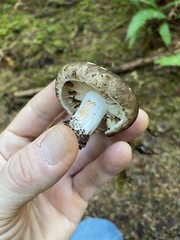 Russula adusta