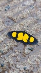 Cyllopoda jatropharia