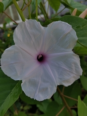 Ipomoea carnea