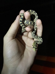 Pituophis catenifer sayi