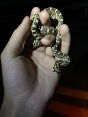 Pituophis catenifer sayi