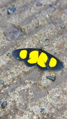 Cyllopoda jatropharia