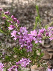 Philotheca spicata