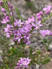 Philotheca spicata