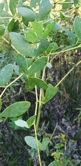 Senna obtusifolia
